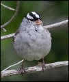 _8SB8433 white-crowned sparrow
